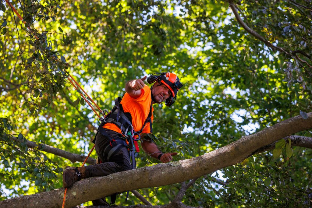 Tree service team wearing safety gear for tree removal