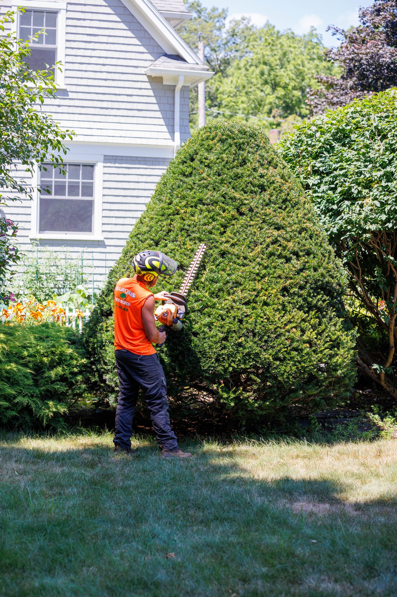 Tree Pruning Services in Boxborough | Marquis Tree Service