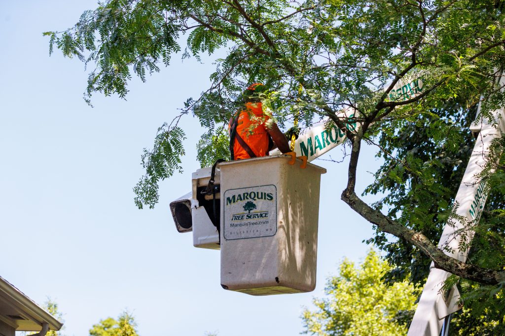 Marquis team member inspecting the tree branches