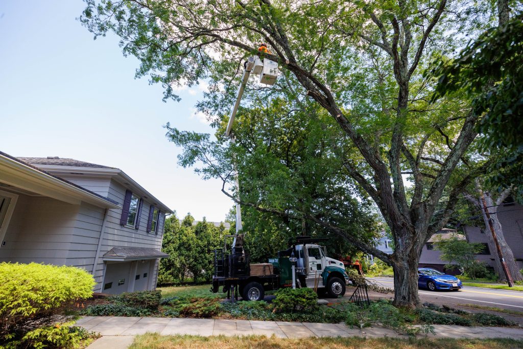 Tree removal crew using crane to cut tree near house front yard