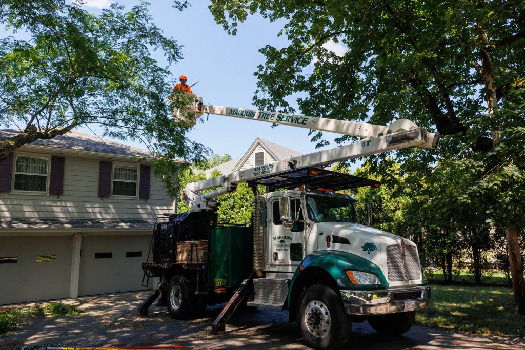 Team member on a bucket prepping for tree removal