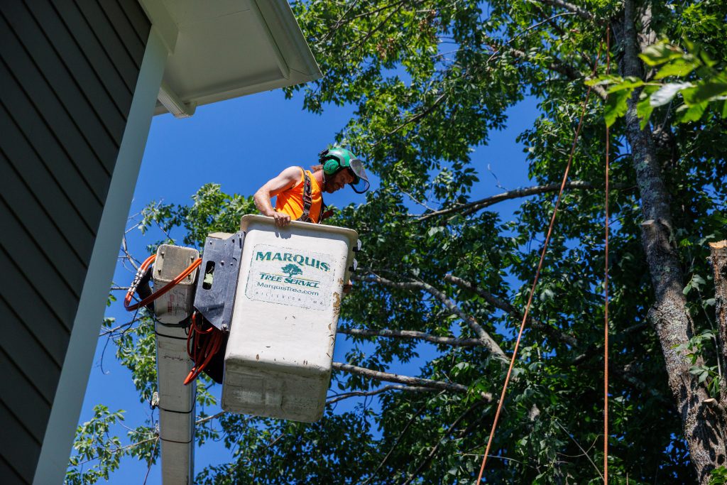 Team member on a bucket after tree removal