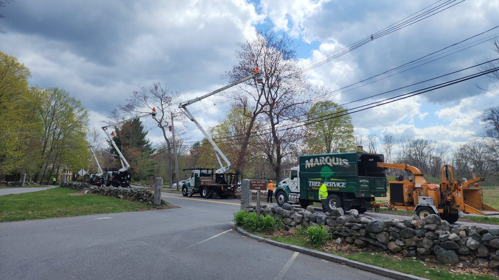 Government Tree Removal Service | Marquis Tree Service