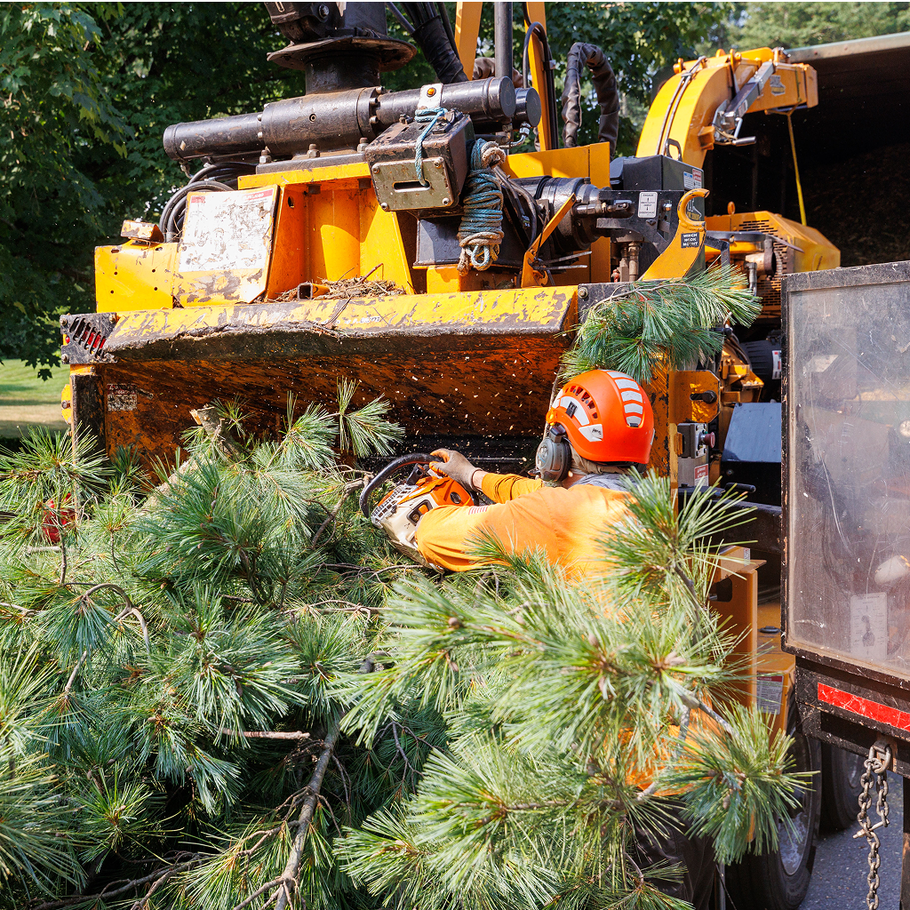 Tree pieces being processed into smaller pieces