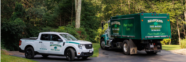 Marquis Tree Service | Massachusetts Arborists Since 1993