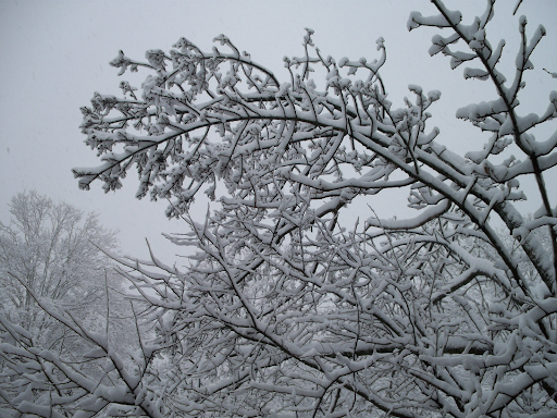 frost on tree branches