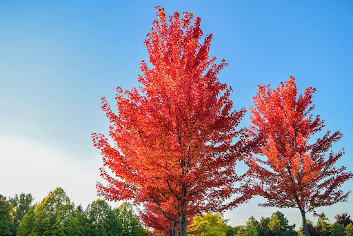 Maple tree