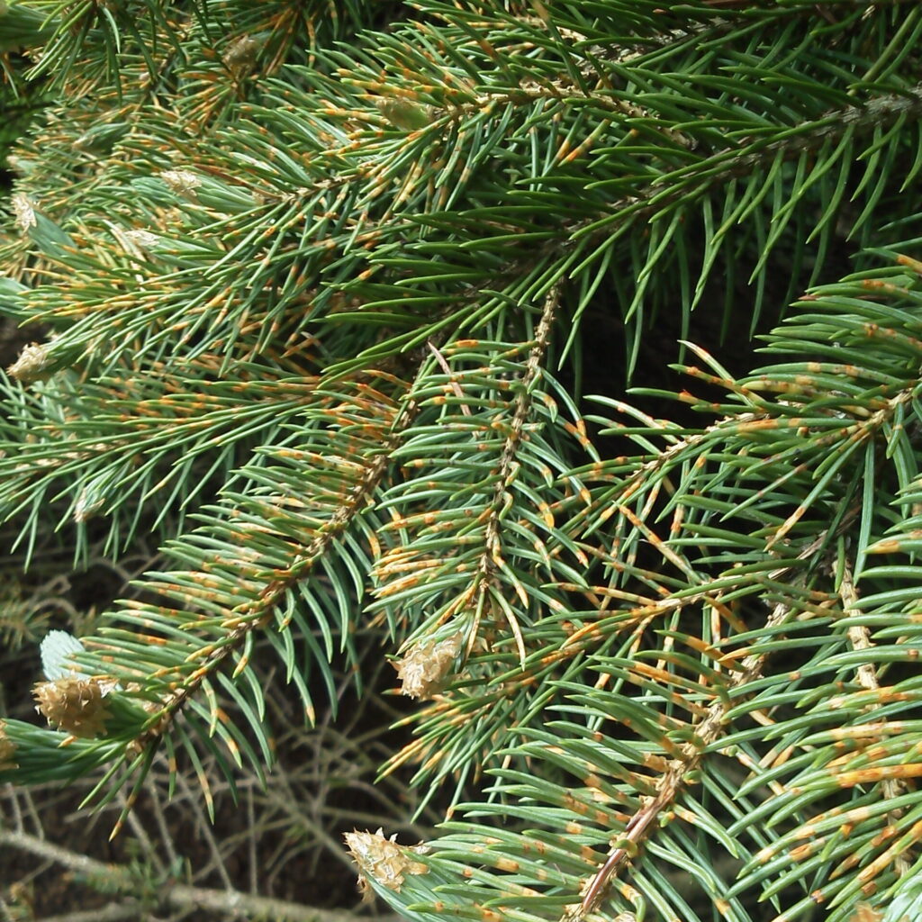 needlecast on spruce