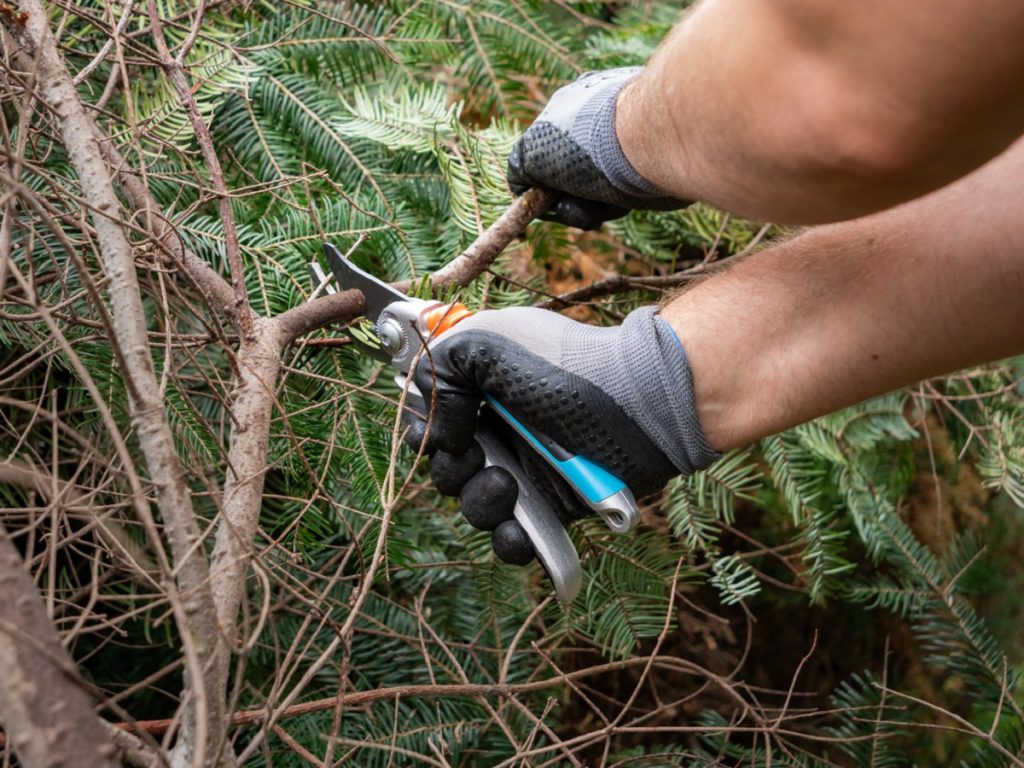 A gardener wearing protective gloves uses pruning shears to trim tree branches.