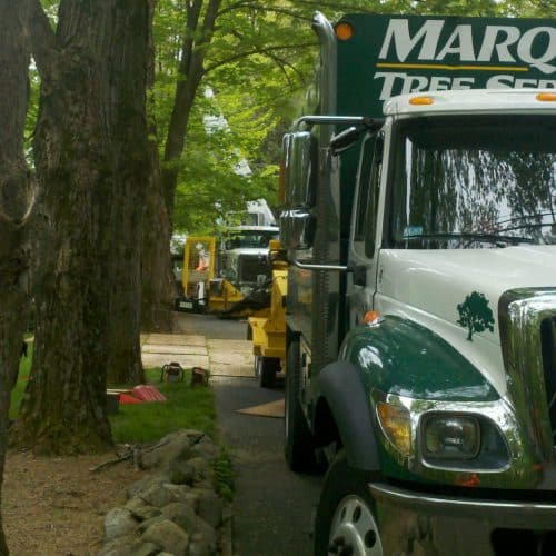 Local Tree Company | Marquis Tree Service MA